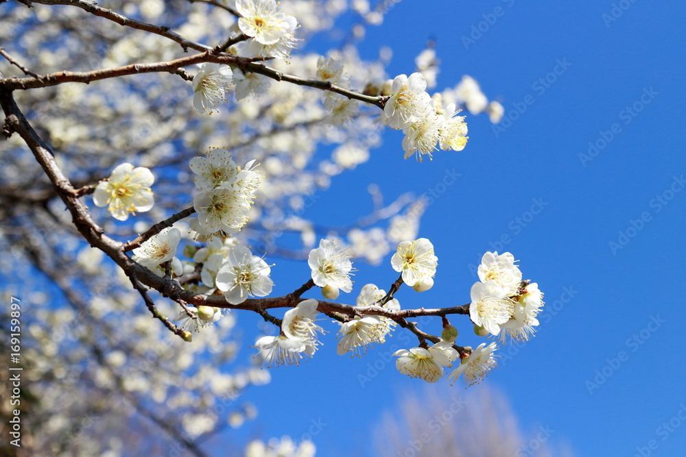 青空と梅花 青空と梅花