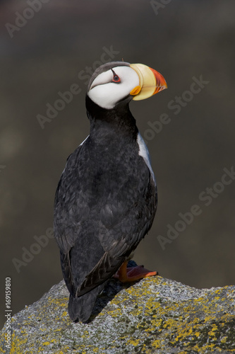 Horned Puffin (Fratercula corniculata)