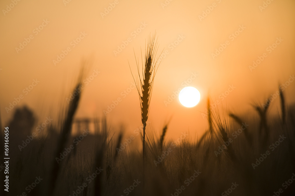 wheat field in the morning - obrazy, fototapety, plakaty 