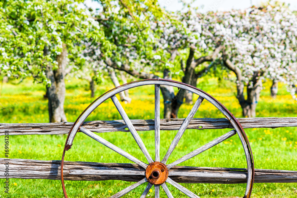 Wheel decoration on fence by apple orchard in summer with blossoms Wheel decoration on fence by apple orchard in summer with blossoms