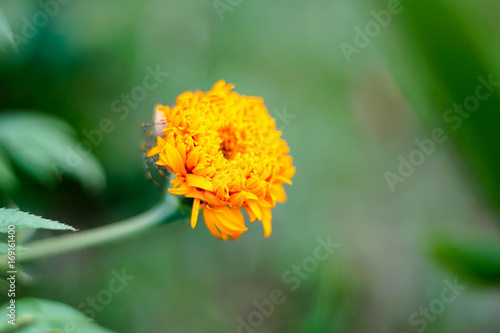 Spider marigold