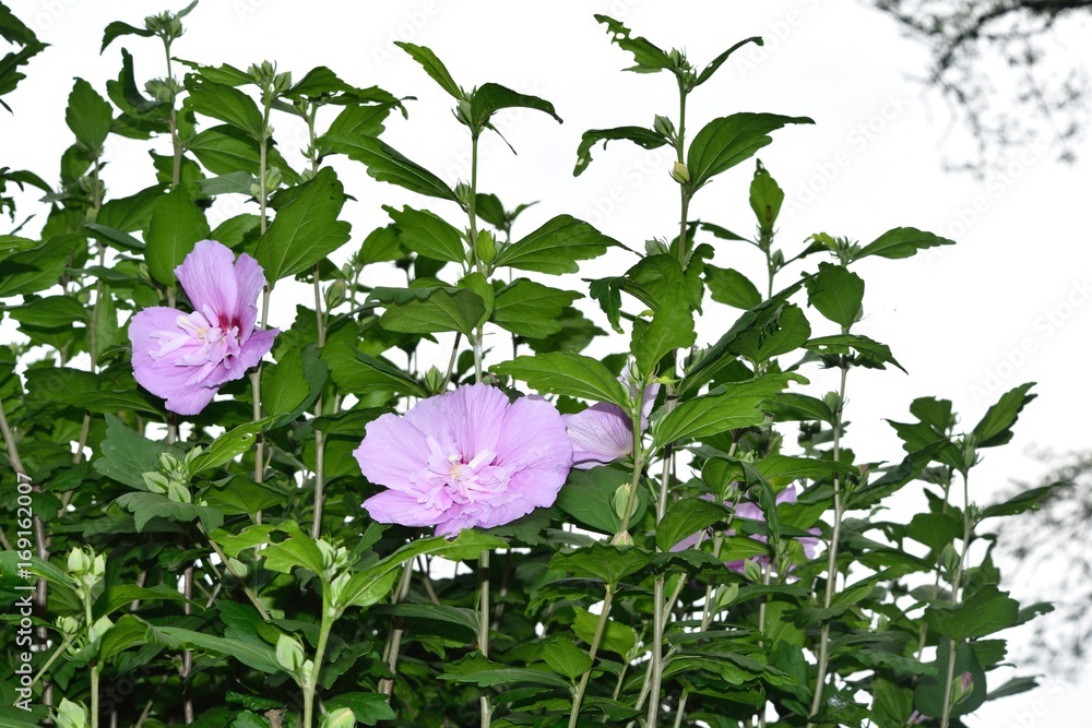 6月初夏 ムクゲ 大徳寺祇園守 薄紫の花 Stock Photo Adobe Stock