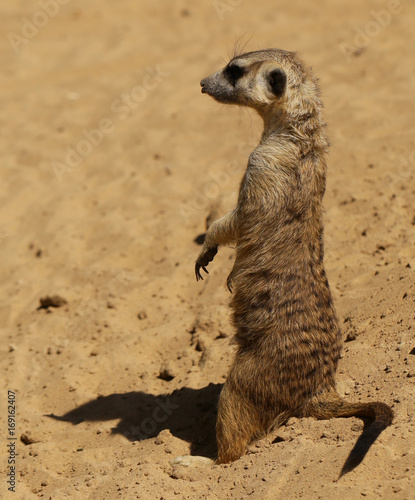 cute surakat standing in the desert
 photo