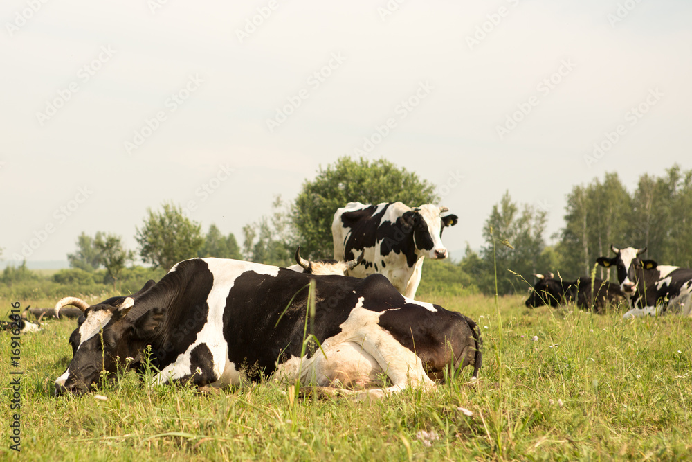 Cows on a green field Cows on a green field
