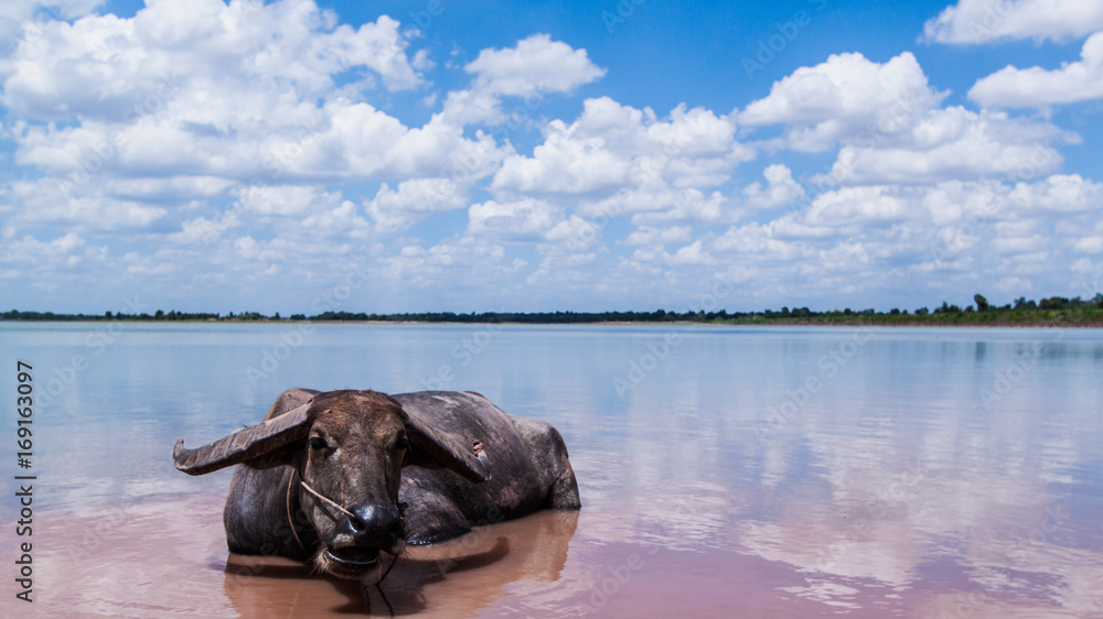 Fototapeta premium Buffalo cute animal