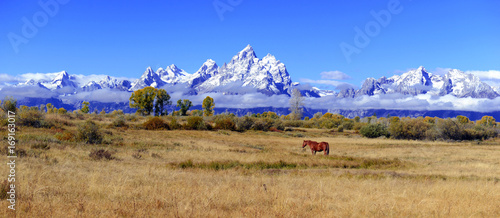 Panorama of Lone horse in the Rocky Mountains, Grand Teton National Park, Wyoming, USA photo
