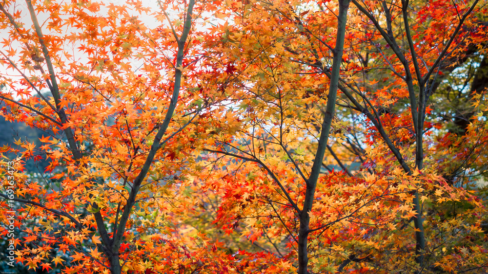 yellow and red orange maple leave and big black branch with bright sky background at kiyomizu temple japan yellow and red orange maple leave and big black branch with bright sky background at kiyomizu temple japan
