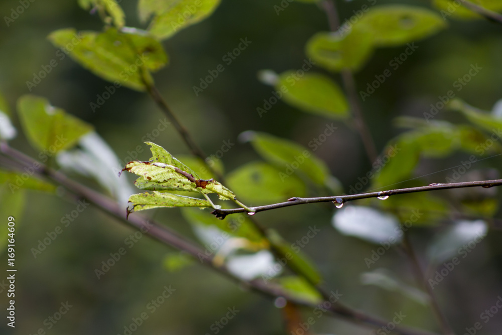 autumn tree branch after the rain autumn tree branch after the rain