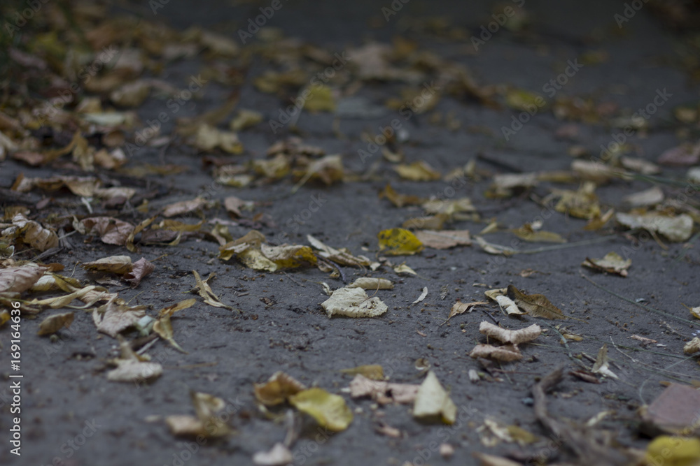 Fell from the trees and lie on the sidewalk for pedestrians yellowed leaves in autumn Fell from the trees and lie on the sidewalk for pedestrians yellowed leaves in autumn