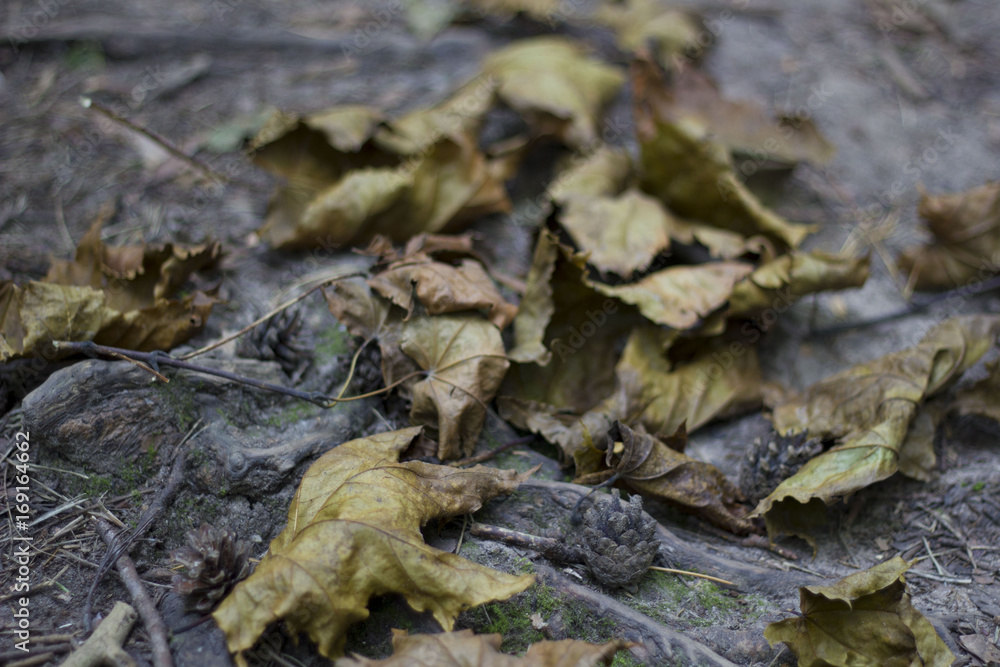 The fallen from the trees and lying on the sidewalk for pedestrians yellowed foliage of maple, autumn season, defocus