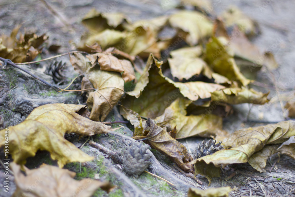 Naklejka premium The fallen from the trees and lying on the sidewalk for pedestrians yellowed foliage of maple, autumn season, defocus