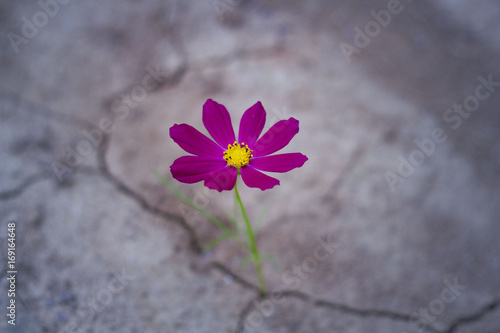 Wallpaper Mural purple flower growing out of cracks in the earth Torontodigital.ca
