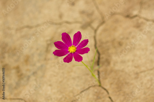 Wallpaper Mural purple flower growing out of cracks in the earth Torontodigital.ca