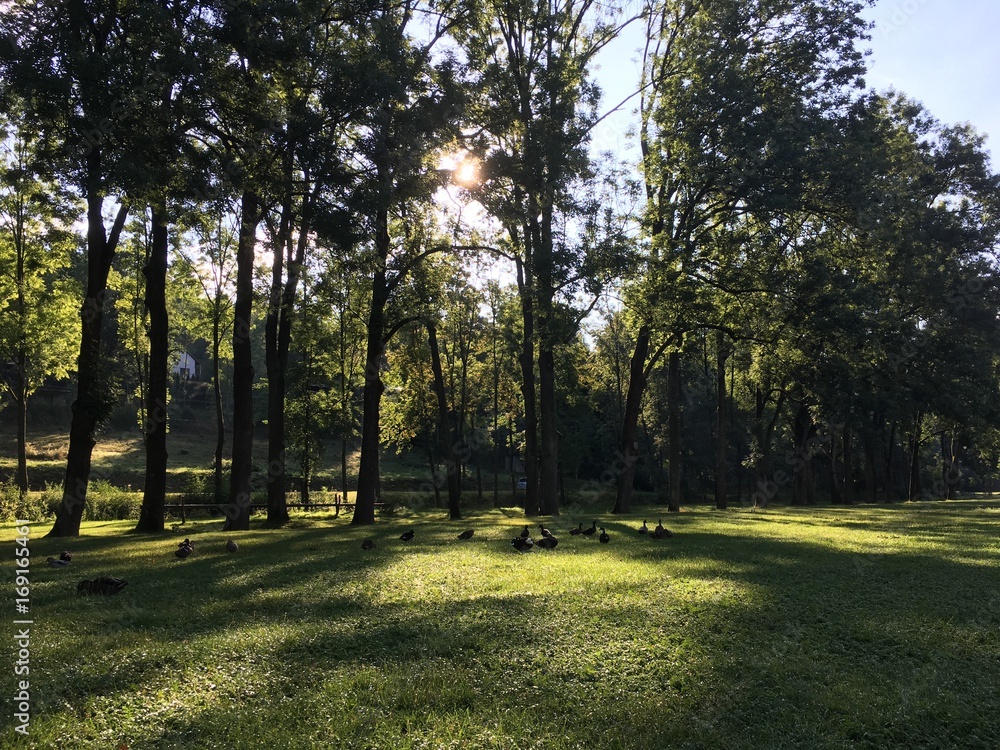 Fototapeta premium country landscape