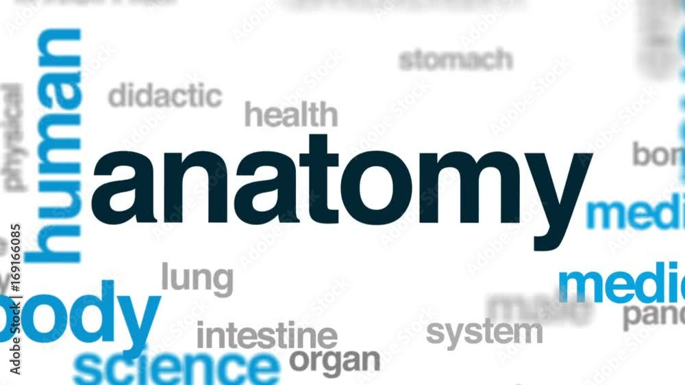 Anatomy animated word cloud, text design animation. Anatomy animated word cloud, text design animation.