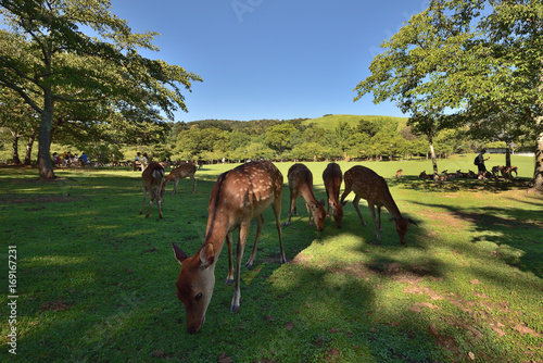 奈良公園の鹿 photo