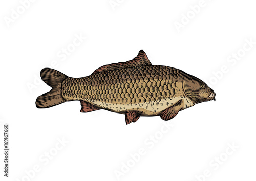 Drawing of live carp
