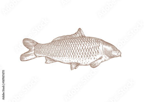 Drawing of live carp