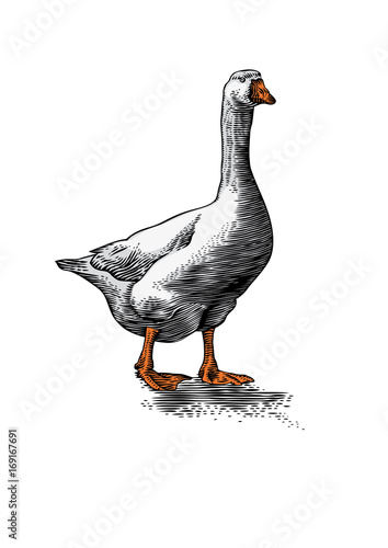 White live goose