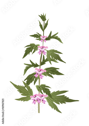 Motherwort