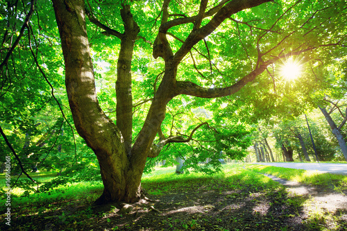 Dekoracja na wymiar  old-oak-tree-foliage-in-morning-light-with-sunlight