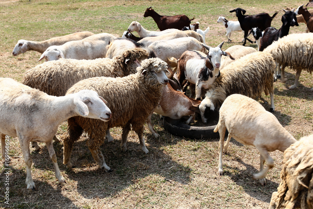 Flocks of goats and sheep are eating food on the farm. Flocks of goats and sheep are eating food on the farm.