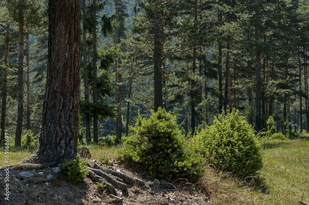 Sunlit coniferous forest and glade in Rila mountain, Bulgaria, Europe Sunlit coniferous forest and glade in Rila mountain, Bulgaria, Europe
