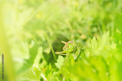 Foto Big green grasshopper sitting on a green leaf in beautiful sunlight macro close-up background with blurred green soft focus artistic grass texture