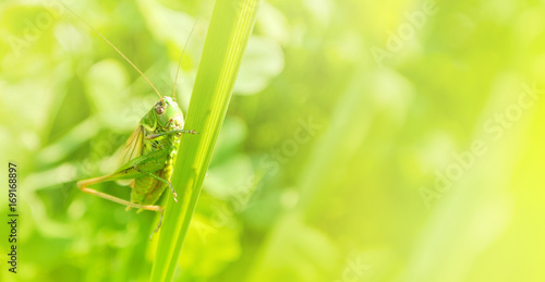 Foto Big green grasshopper sitting on a blade of grass in beautiful sunlight macro close-up background with blurred green soft focus artistic leaf texture