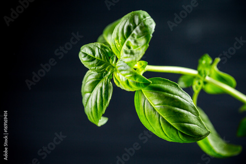 Beautiful fresh green Basil on dark wooden background
