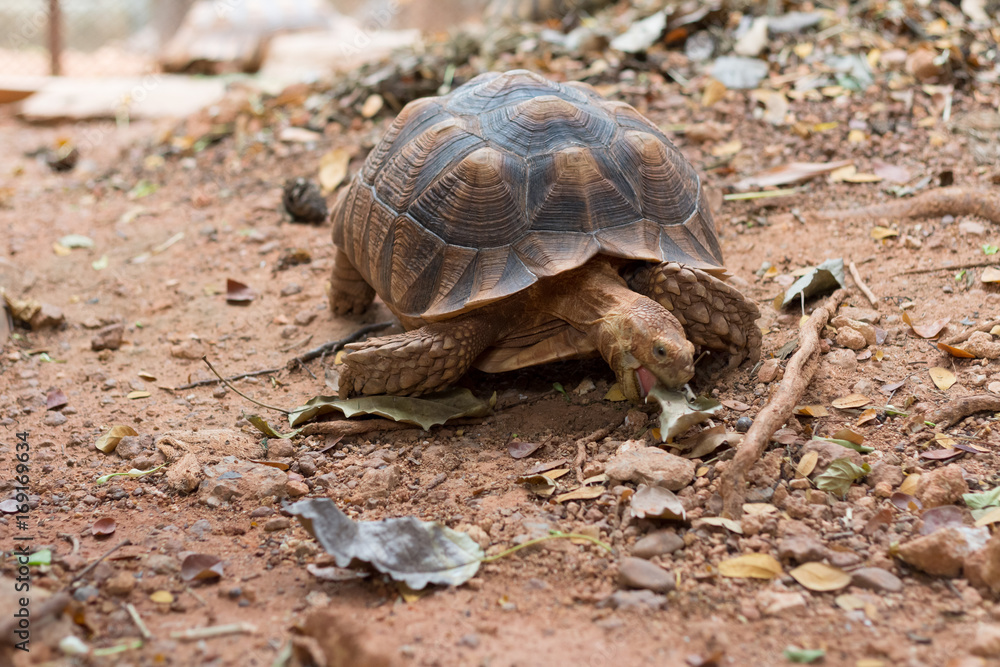 Sulcata tortoise, African spurred tortoise (Geochelone sulcata) is one of the largest species of tortoise in the world. Sulcata tortoise, African spurred tortoise (Geochelone sulcata) is one of the largest species of tortoise in the world.