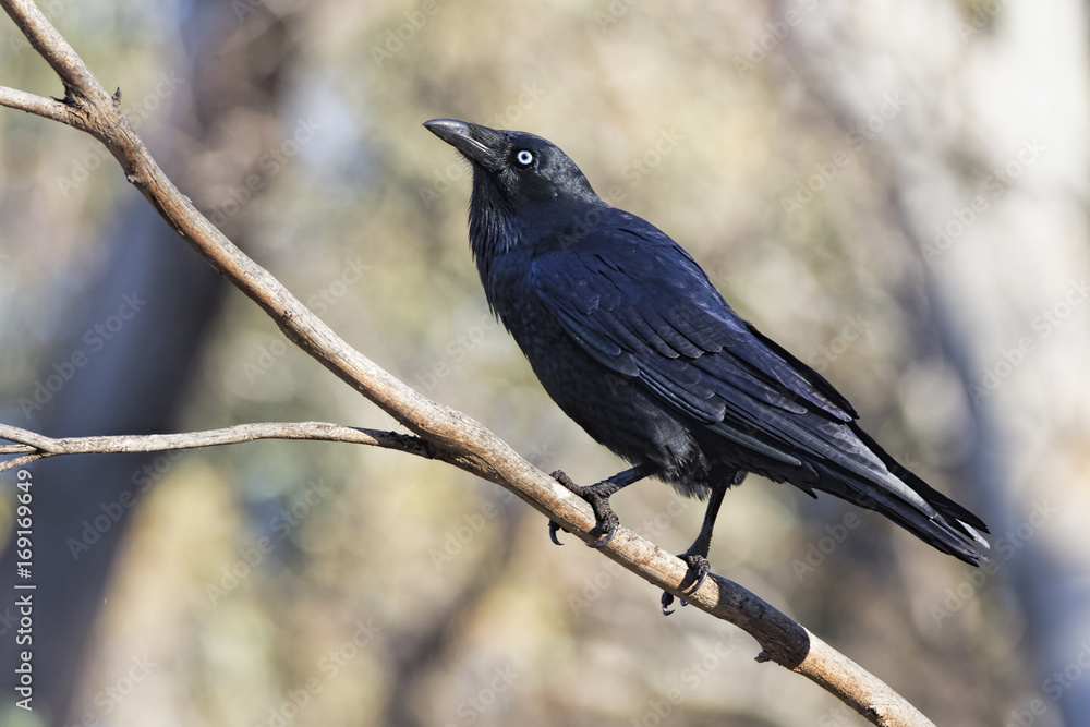 Fototapeta premium Little Raven (Corvus mellori)