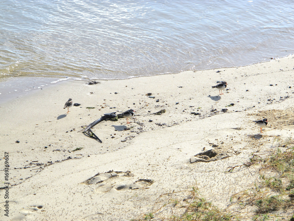 Footprints on sandy beach near Cairns Footprints on sandy beach near Cairns