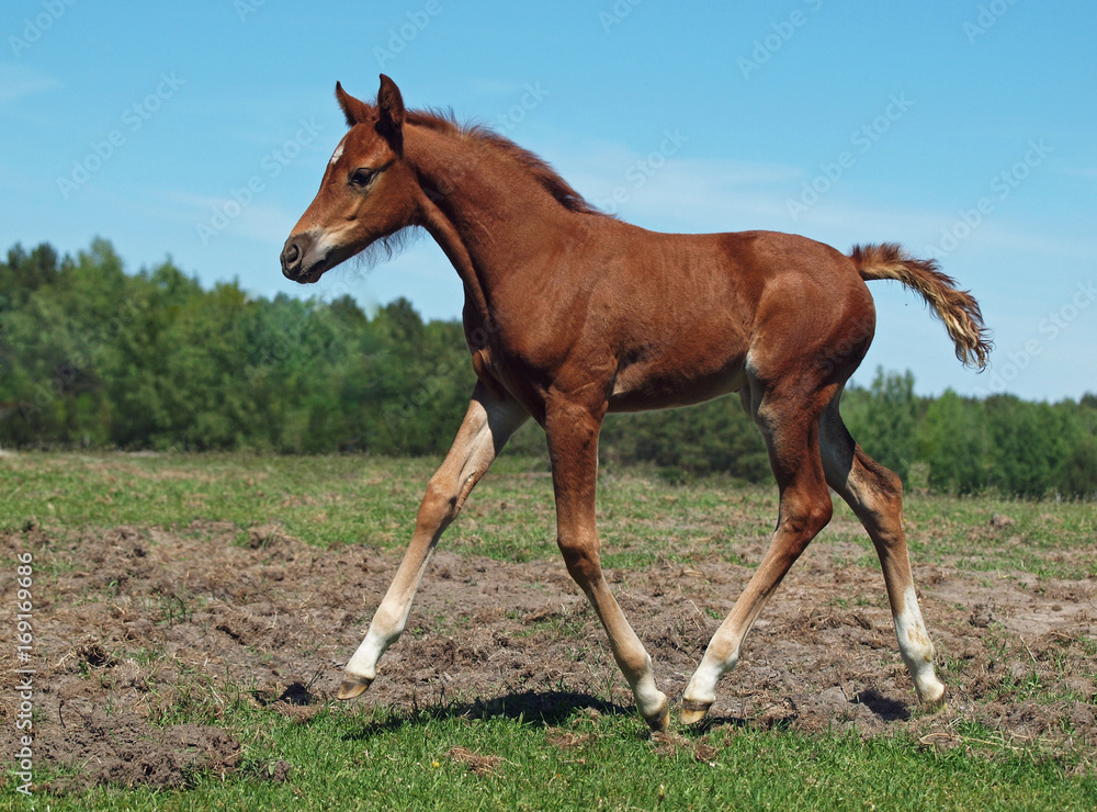 The noble chestnut foal trots on a pasture The noble chestnut foal trots on a pasture