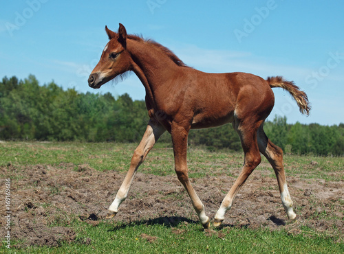 The noble chestnut foal trots on a pasture 