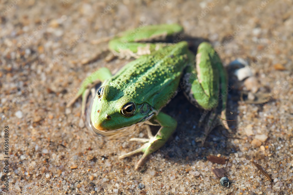 Fototapeta premium Green marsh frog river coast background, camouflage dots amphibian Pelophylax ridibundus. Up view, selective focus, river plants background