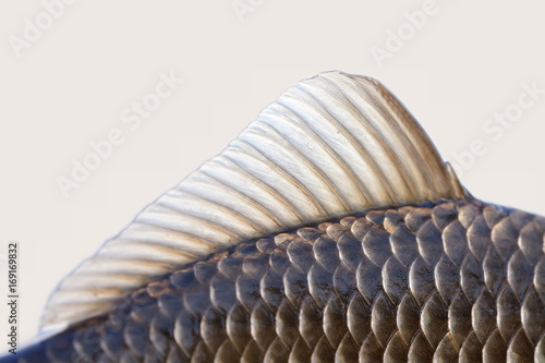 Carassius fish fin, skin scales textured photo. Macro view Crucian carp scaly pattern. Selective focus, shallow depth field.