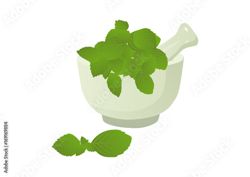 Lemon Balm