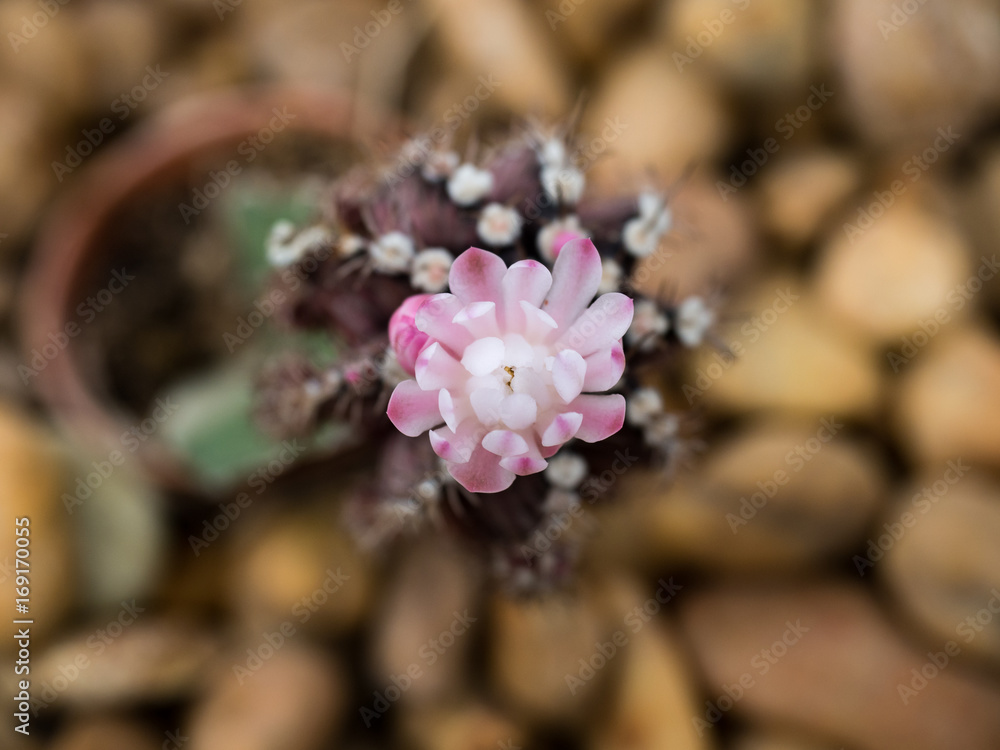 Closeup of beautiful blooming cactus flower. Closeup of beautiful blooming cactus flower.