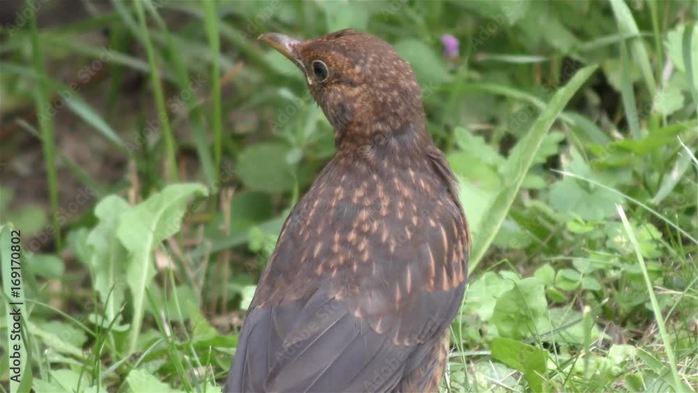 Thrush bird a warm in the summer day - detail Thrush bird a warm in the summer day - detail