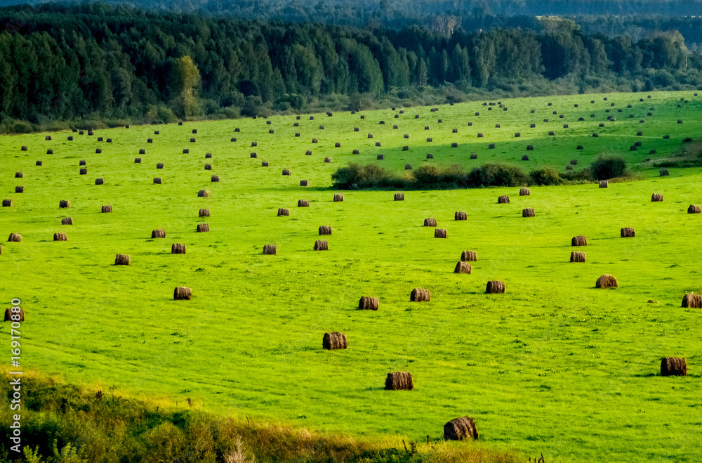 Bales of hay on the field, haystacks Bales of hay on the field, haystacks