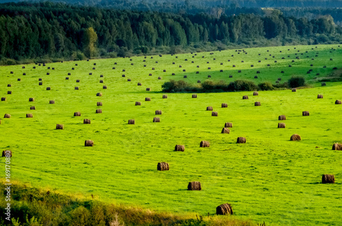 Bales of hay on the field, haystacks