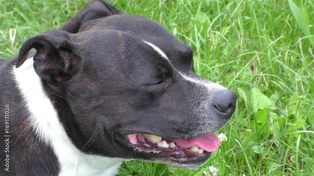Happy Black - White Staffordshire Bull Terrier, Detai Happy Black - White Staffordshire Bull Terrier, Detai