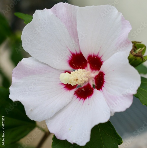 Hibikus Blume - Hibicus