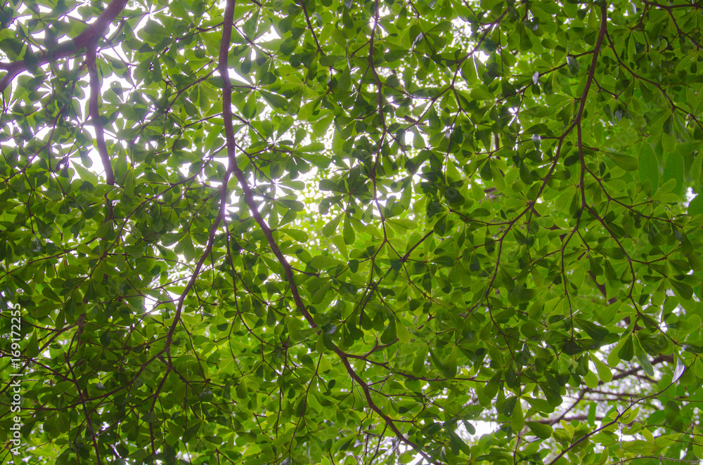 Leaves and twigs background Leaves and twigs background