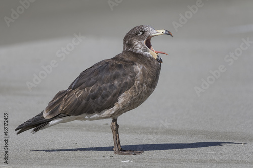 Pacific Gull (Larus pacificus) photo