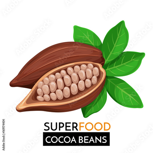 Cocoa beans vector icon.