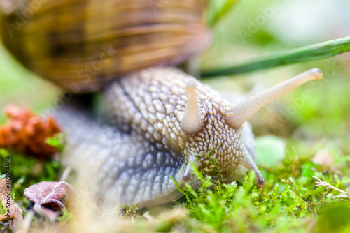 Land snail on the grounf photo