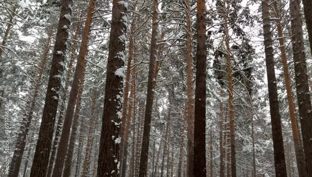 Snowfall in the forest. Pines in the snow Snowfall in the forest. Pines in the snow