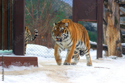 big siberian tiger photo